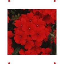 Calperia Sarkan Kırmızı Ne Çiçeği Tohumu - 10 Adet