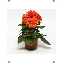 Calperia Bodur Turuncu Yıldız Çiçeği Tohumu - 10 Adet