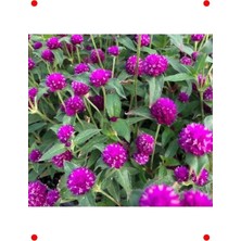 Calperia Mor Medine Düğmesi  Çiçek Tohumu - 50 Adet