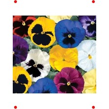 Calperia Katlı Karışık Renk Hercai Menekşe Tohumu (10 Adet)