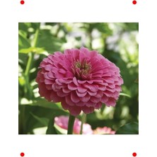 Calperia Dev Pembe Zinya Çiçeği Tohumu (Kirli Hanım) - 5 Adet