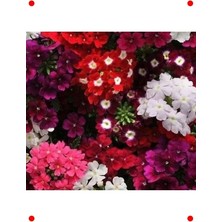 Calperia Iri Çiçekli Ne Tohumu