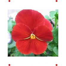 Calperia Katlı Kırmızı Hercai Menekşe Tohumu (10 Adet)