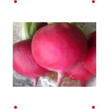 Calperia Iri Turp Tohumu -  Çeşidi (10 Gr)