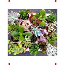 Calperia Sukulent & Kaktüs Çiçeği Tohumu - Çeşit 1