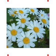 Calperia Beyaz Kalıcı Alman Papatyası Tohumu (15 Adet)