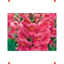 Calperia Pembe Uzun Boylu Aslan Ağzı Tohumu - 25 Adet