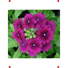 Calperia Mor Sarkan Ne Çiçeği Tohumu - 10 Adet