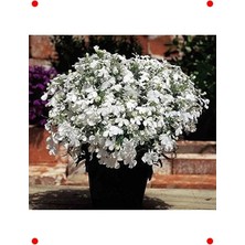 Calperia Çok Çiçekli Beyaz Lobelya Tohumu - 10 Adet