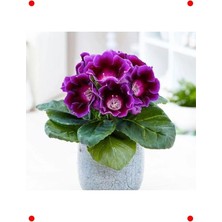 Calperia Katmerli Mor Bardak Menekşesi Tohumu (5 Adet)