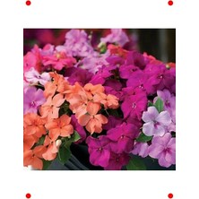 Calperia Büyük Çiçekli Karışık Renk Cam Güzeli Tohumu (8 Adet)