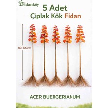 Fidanköy Çın Akçaağaçı Üç Dişli Akçaağaç 5 adet