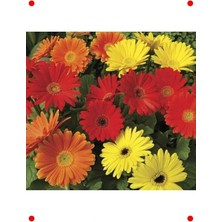 Calperia Karışık Kesme Rbera  Tohumu - 5 Adet