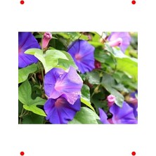 Calperia Gündüz Sefası Çiçeği Tohumu (25+ Adet)