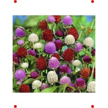 Calperia Medine Çiçeği Tohumu - Huzur Veren Güzellik