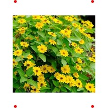 Calperia Sarı Madalyon Çiçeği Tohumu (10 Adet)