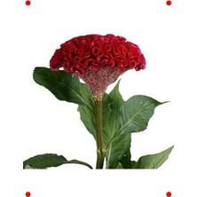 Calperia Kırmızı Balta Horoz Ibiği  Tohumu (100 Adet)