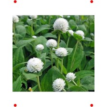 Calperia Beyaz Medine Düğmesi  Çiçek Tohumu (50 Adet)