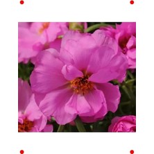 Calperia Fuşya Duble Katlı Ipek Çiçeği Tohumu (25 Adet)