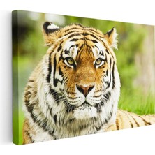 Tablofest Yatay Kanvas Tablo Keskin Bakışlı Kaplan Portresi Kaplan Tablosu Ev Ofis Duvar Dekoru