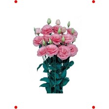 Calperia Pembe Katmerli Bodur Lisianthus Çiçeği Tohumu (5 Adet)