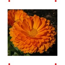 Calperia Uzun Boylu Bon Bon Turuncu Aynı Sefa Tohumu (40 Adet)