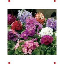 Calperia Karışık Renkli Çok Çiçeklenen Onbir Ay Çiçeği (8 Adet)