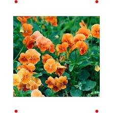 Calperia Turuncu Menekşe Tohumu - Canlı Renklerle Bahçeniz