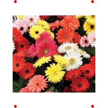 Calperia Garbera Çiçeği Tohumu