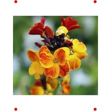 Calperia Sarı Şebboy Tohumu - Kokulu Çiçekler (25 Adet)