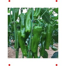 Calperia Mazamort Biber Tohumu - 10 gr