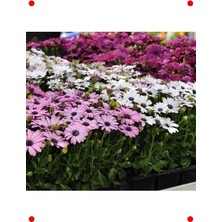 Calperia Kalıcı Bodrum Papatyası Tohumu - Sarı Pembe (5 Adet)