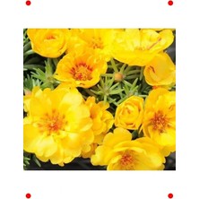 Calperia Koyu Sarı Duble Katlı Ipek Çiçeği (25 Tohum)