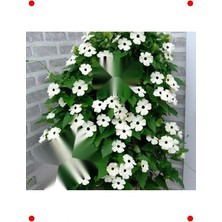 Calperia Beyaz Kara Gözlü Suzan Çiçeği Tohumu (5 Adet)