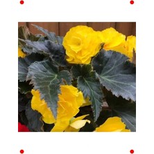 Calperia Katmerli Sarı Bnya Tohumu (Kırmızı Yapraklı) - 8 Adet