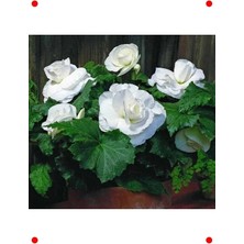 Calperia Katmerli Beyaz Bnya Çiçek Tohumu