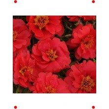 Calperia Kırmızı Katmerli Ipek Çiçeği Tohumu - 40 Adet