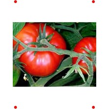 Calperia Antep Domates Tohumu (100 Adet)