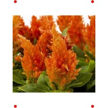 Calperia Turuncu Tüy Horoz Ibiği  Tohumu (75 Adet)