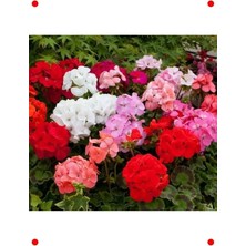 Calperia Sardunya Tohumu Karışık Renkli (Büyük Çiçekli, Kokulu) - 5 Adet