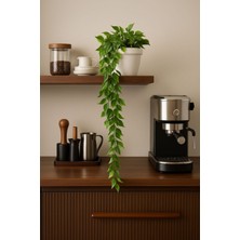 “saksılı Yapay Sarmaşık Yaprak – 80 cm Dekoratif Çiçek”