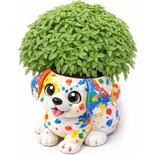 Mentronik Patifes – El Boyaması Köpek Saksı Içinde Top Fesleğen