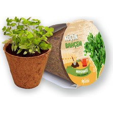 Küçük Bahçem Maydanoz Tohumu Yetiştirme Seti