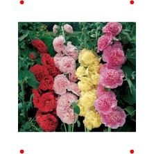 Calperia Gülhat Tohumu (Katmerli Büyük Çiçekli) - Karışık (5 Adet)