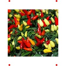 Calperia Sarı Konik Biber Tohumu - 3 gr - Lezzetli & Verimli