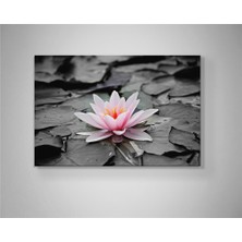 Siyah Suda Doğan Pembe Nilüfer