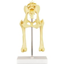 EgeAnatomi Maketleri Köpek Patolojik Kalça Eklemi Modeli 32X15X12CM