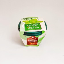 Meraklı Bahçeci - Kendim Diktim Mini Saksıda Fidelik Dikim Seti - Tere