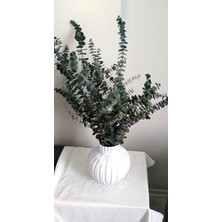 Birlik Okaliptüs Şoklanmış Baby  Blue  Yuvarlak  Yapraklı  Yeşi- Gri Doğal