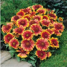 Dünyam Gayret Çiçeği Tohumu